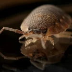 Bed bugs – Does an infestation mean trashing my furniture?