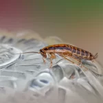 Keep Your Home Pest-Free This Holiday Season
